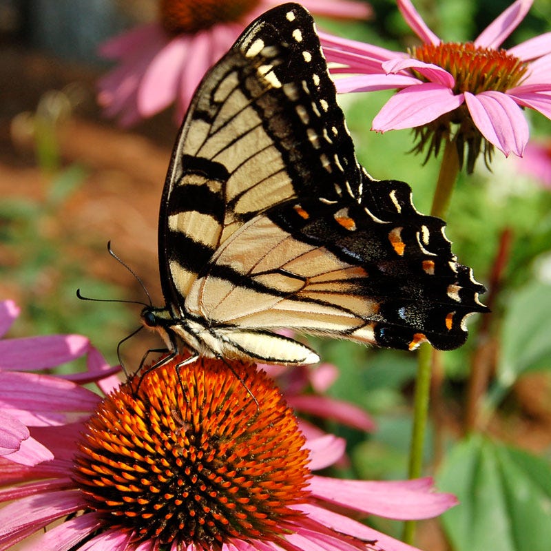 Magnus Echinacea - Image 3