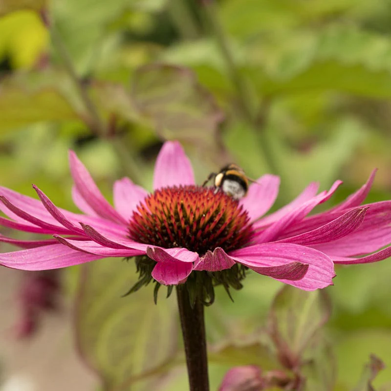 Magnus Echinacea - Image 6