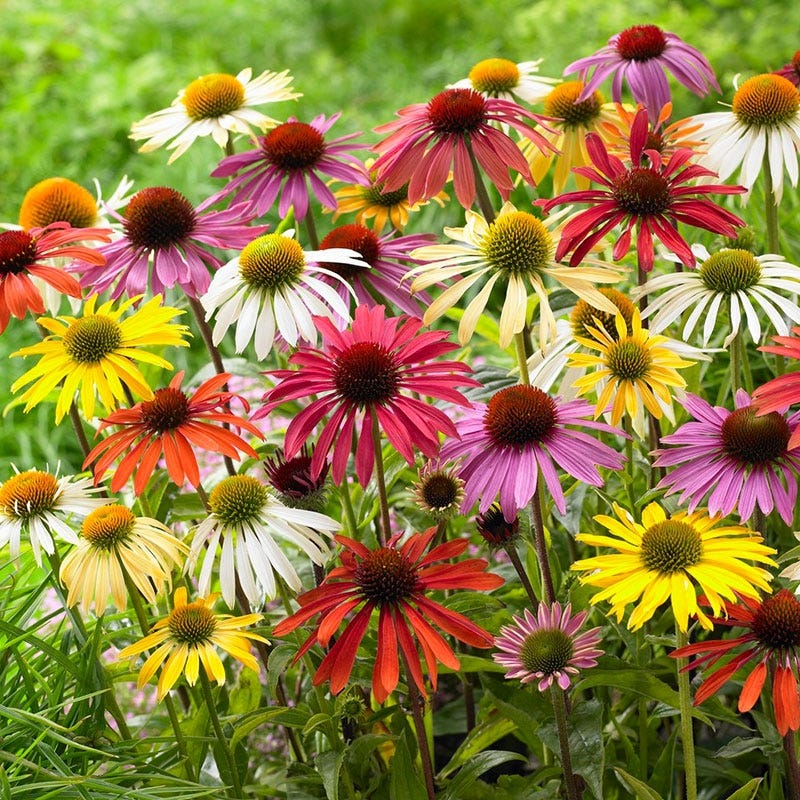 Echinacea Mix - Image 2