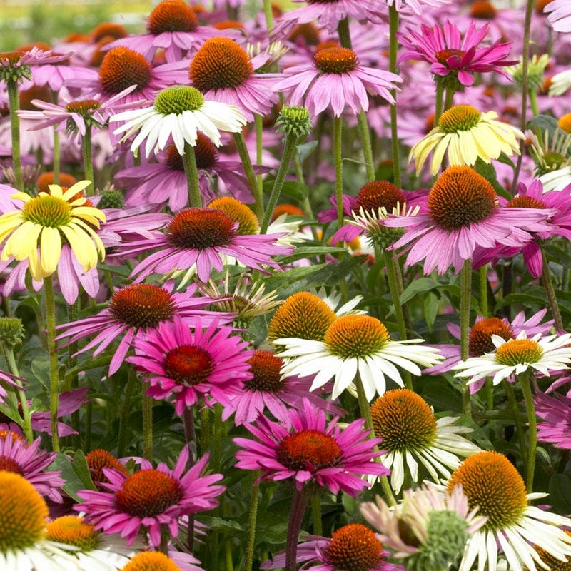 Echinacea Mix - Image 3