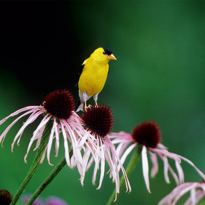 Pale Purple Coneflower - Image 4