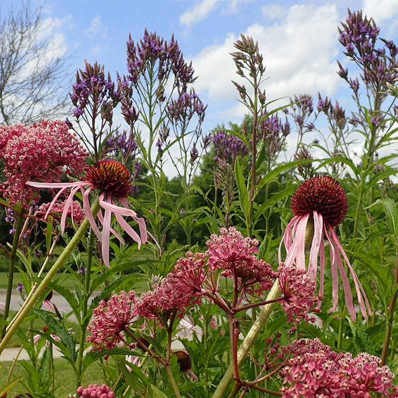 Pale Purple Coneflower - Image 5