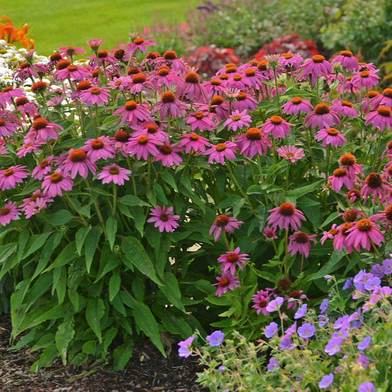 PowWow® Wild Berry Echinacea - Image 2