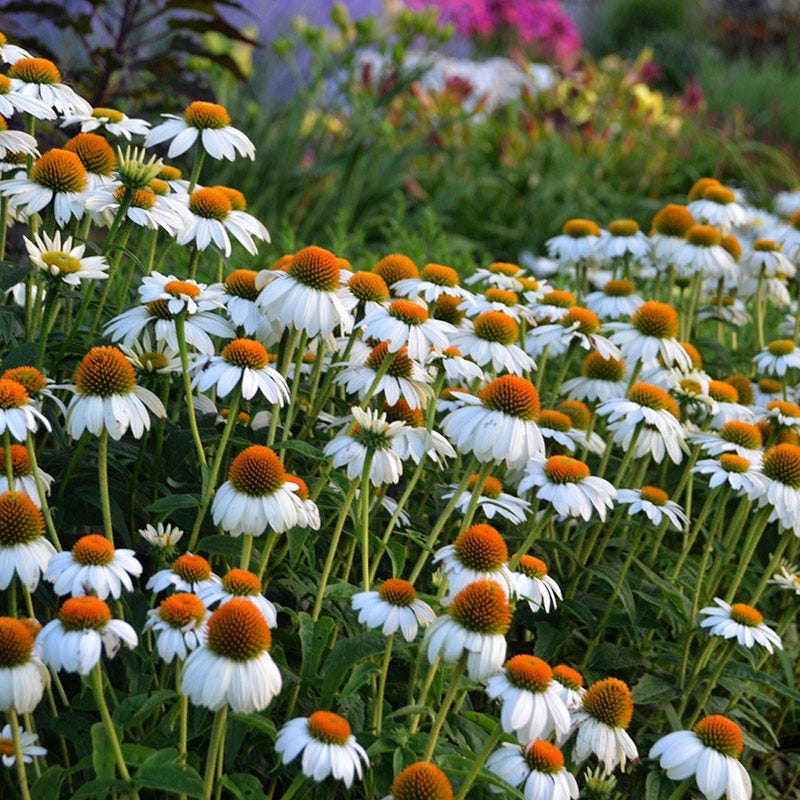 PowWow® White Echinacea - Image 2