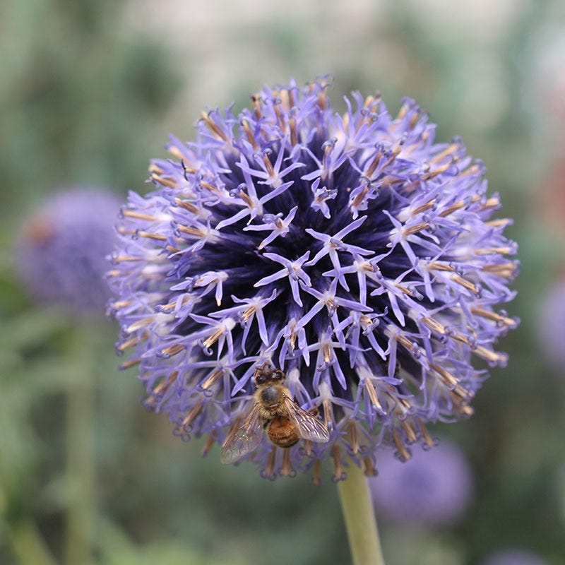 Veitch's Blue Echinops - Image 2