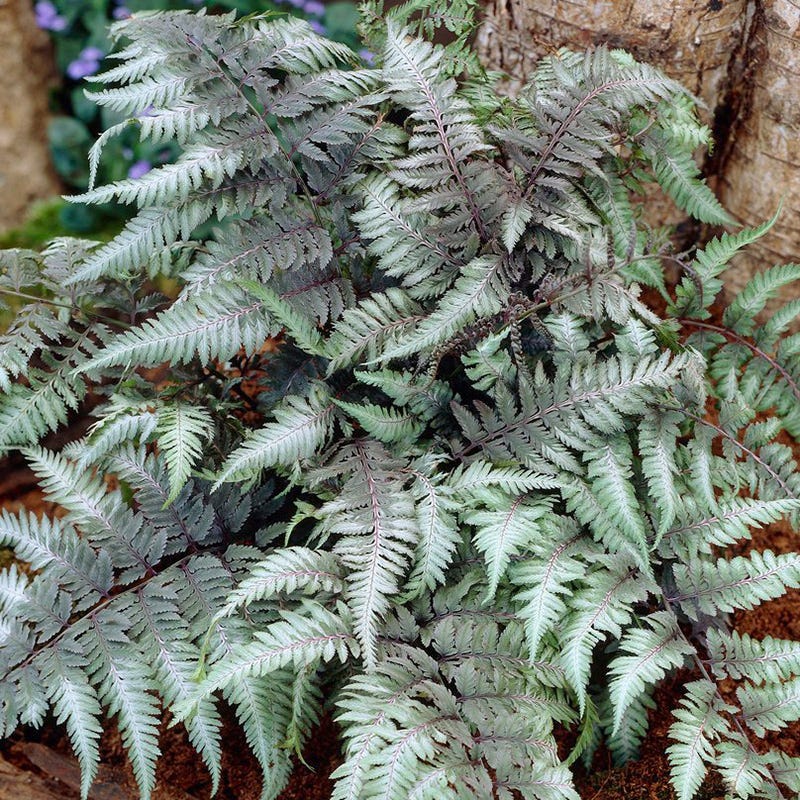Shady Nook Fern Collection - Image 3