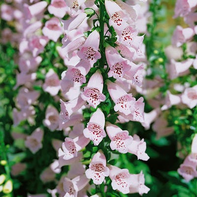 Camelot Lavender Foxglove - Image 3