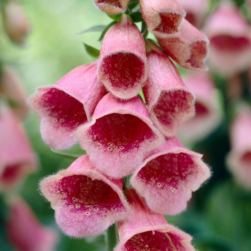 Merton Foxglove - Image 4