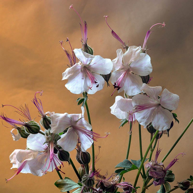 Biokovo Geranium - Image 2