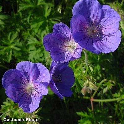 Johnson's Blue Geranium - Image 2