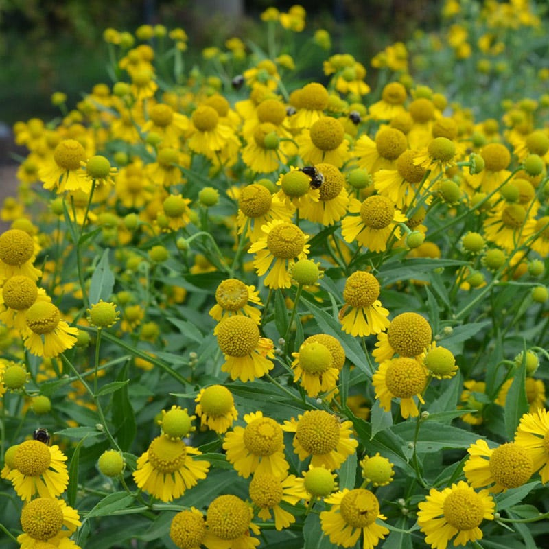 Helenium autumnale - Image 2