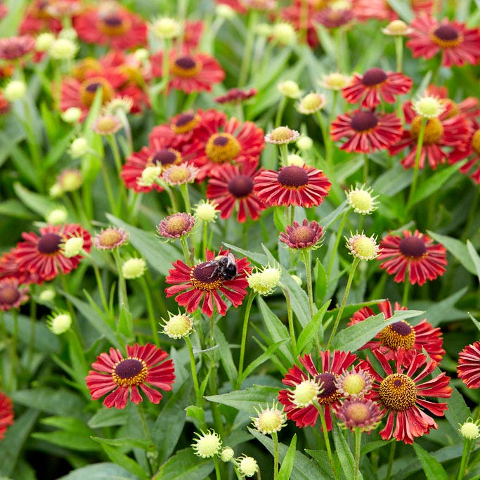 Mariachi™ Siesta Helenium - Image 3