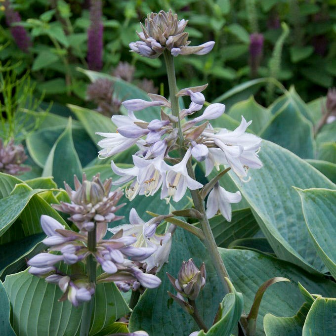 Halcyon Hosta - Image 2
