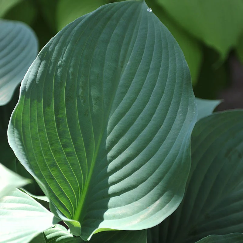 Krossa Regal Hosta - Image 3