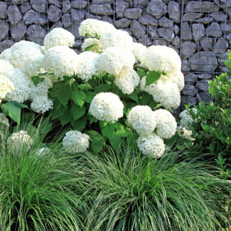 Annabelle Snowball Hydrangea - Image 2