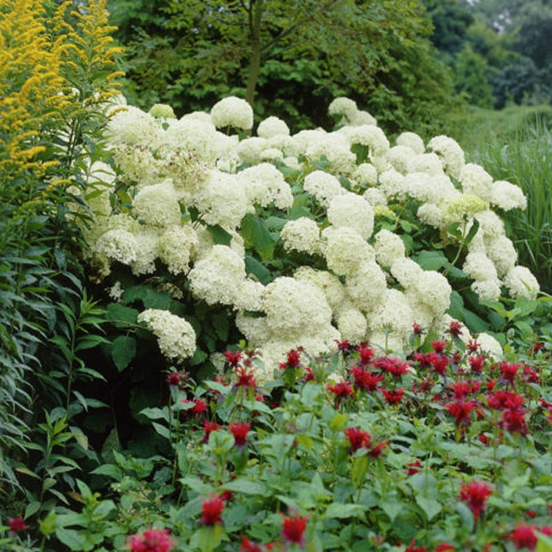 Annabelle Snowball Hydrangea - Image 3