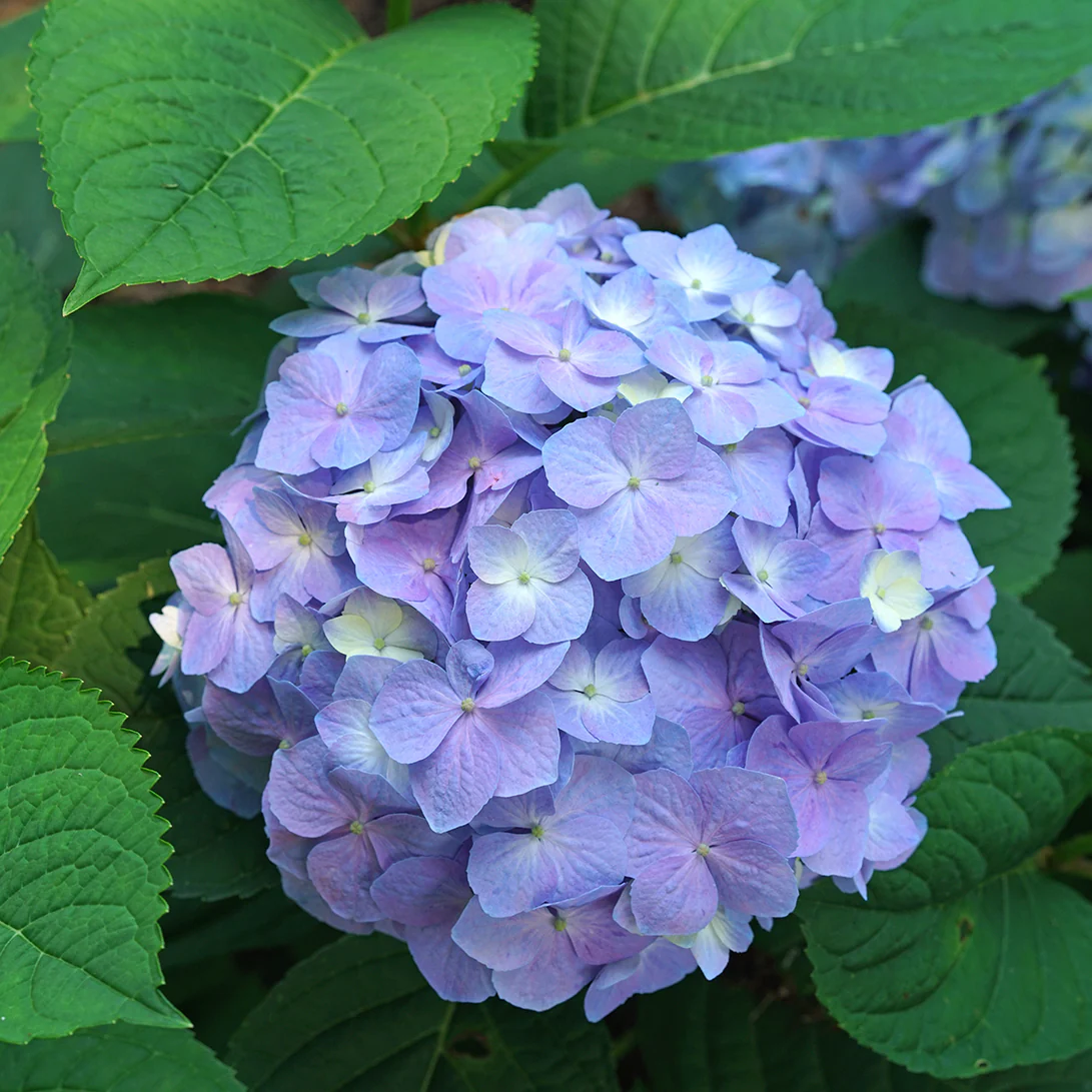 Let's Dance Sky View® Continuous Blooming Hydrangea - Image 4