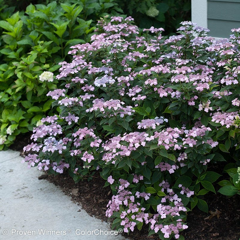 Tiny Tuff Stuff® Reblooming Hydrangea - Image 4