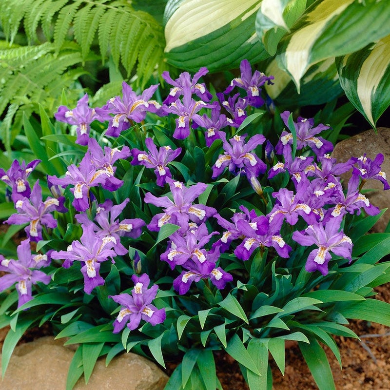 Dwarf Crested Iris - Image 3