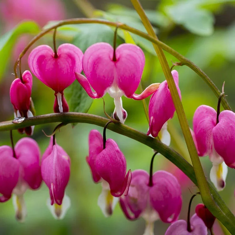 Jewelbox Shade Plant Collection - Image 4