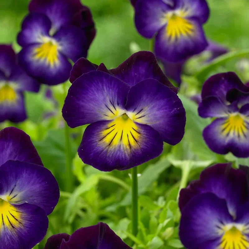 Jewelbox Shade Plant Collection - Image 5