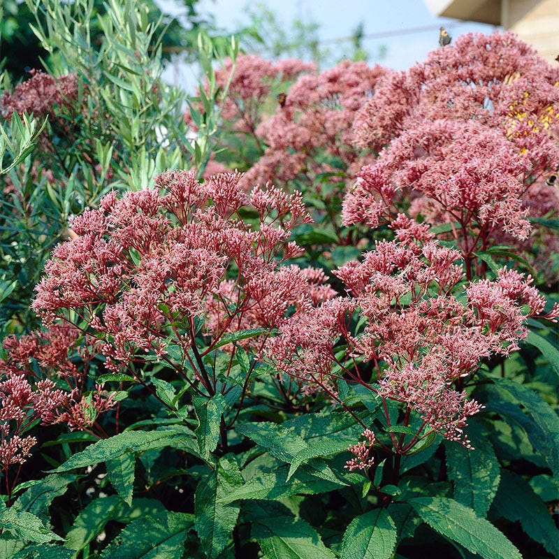 Joe Pye Weed - Image 3