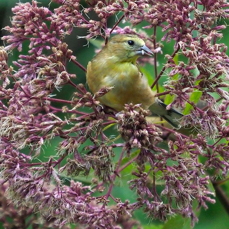 Joe Pye Weed - Image 4