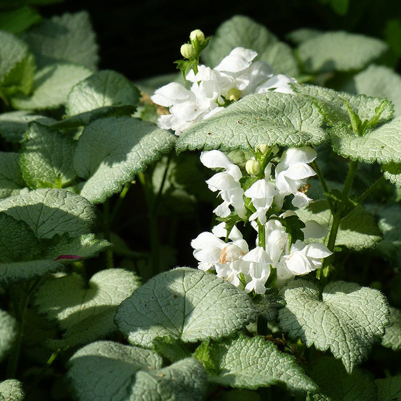 Patchwork Low Grow Lamium Collection - Image 3