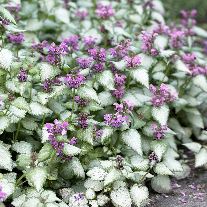 Patchwork Low Grow Lamium Collection - Image 4