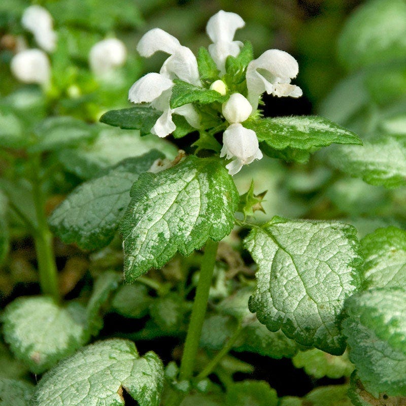 White Nancy Lamium - Image 2