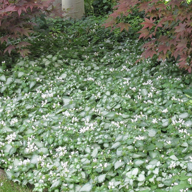 White Nancy Lamium - Image 3