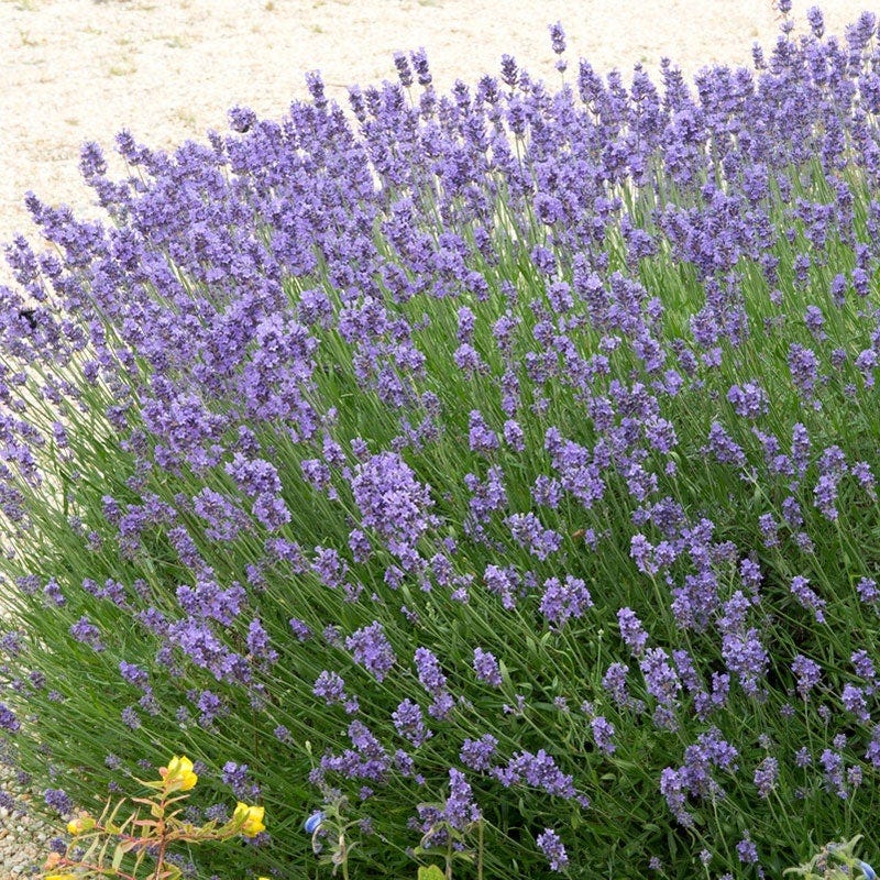 Hidcote English Lavender - Image 2