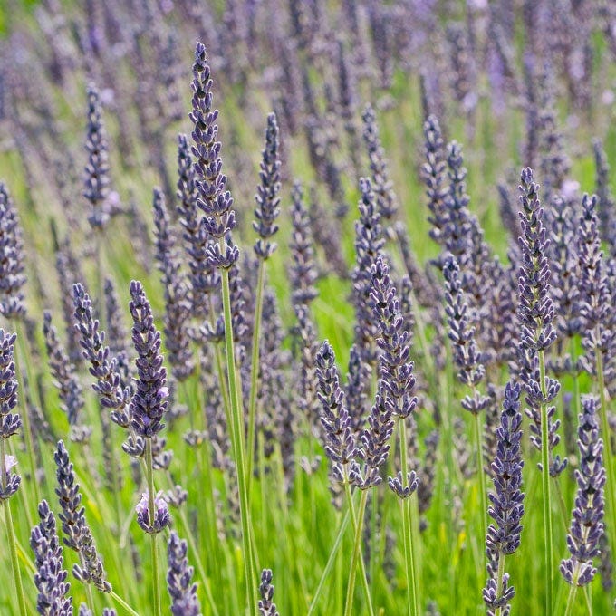 Long Blooming Lavender Collection - Image 3