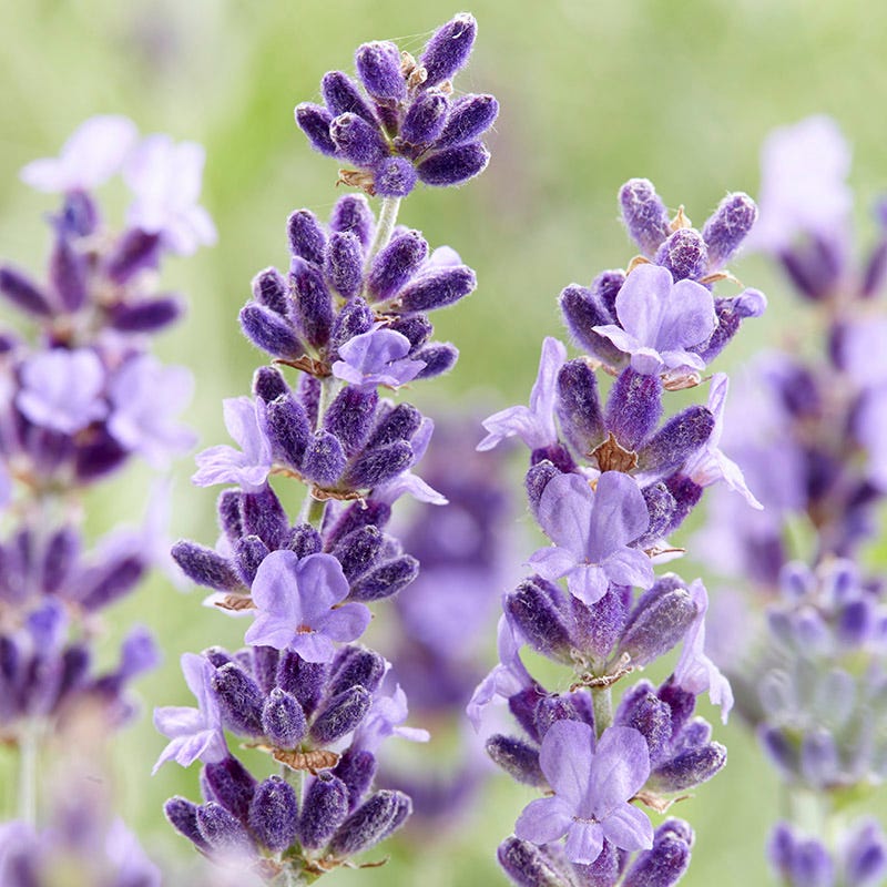Long Blooming Lavender Collection - Image 4