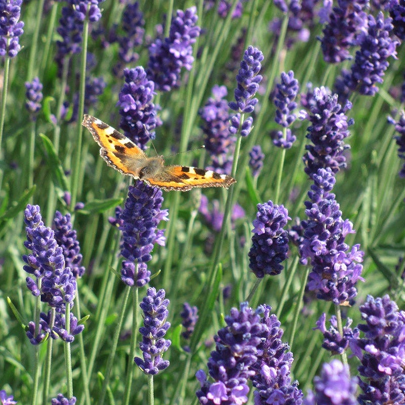 Munstead English Lavender - Image 3