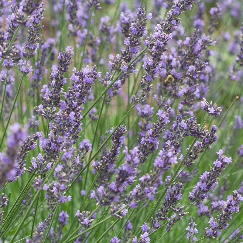 Phenomenal® Lavender - Image 2