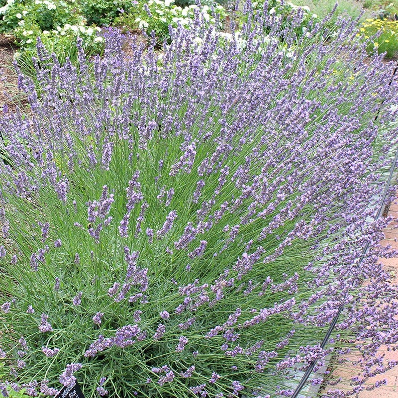 Phenomenal® Lavender - Image 3
