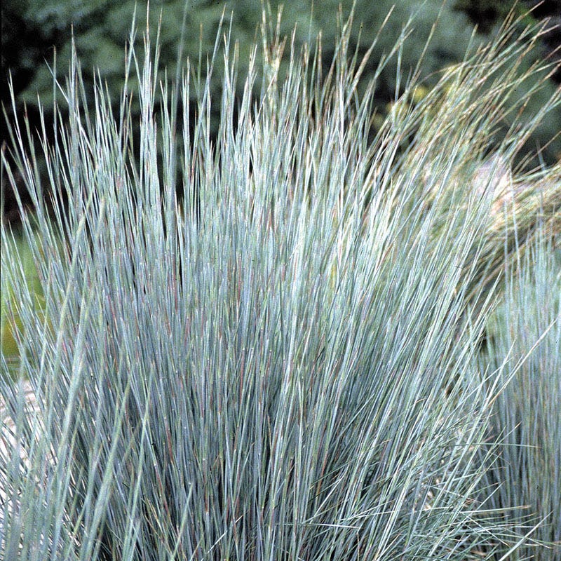 Lavender Retreat Plant Collection - Image 6