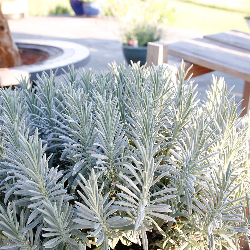 Sensational!™ Lavender - Image 3