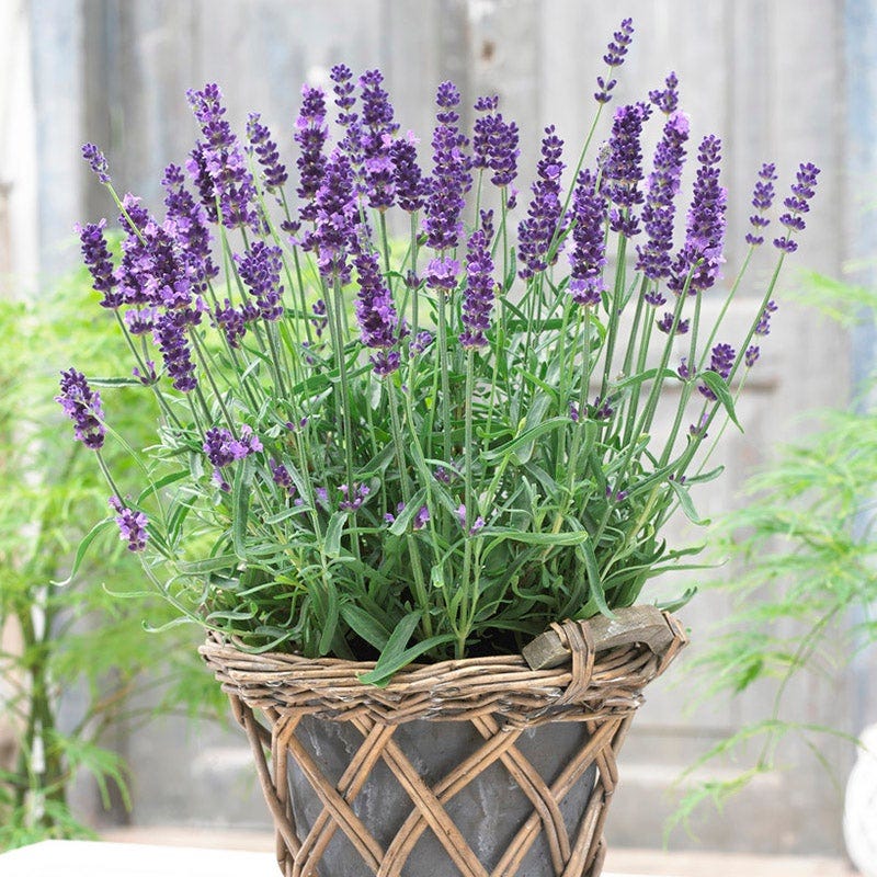 SuperBlue English Lavender - Image 3