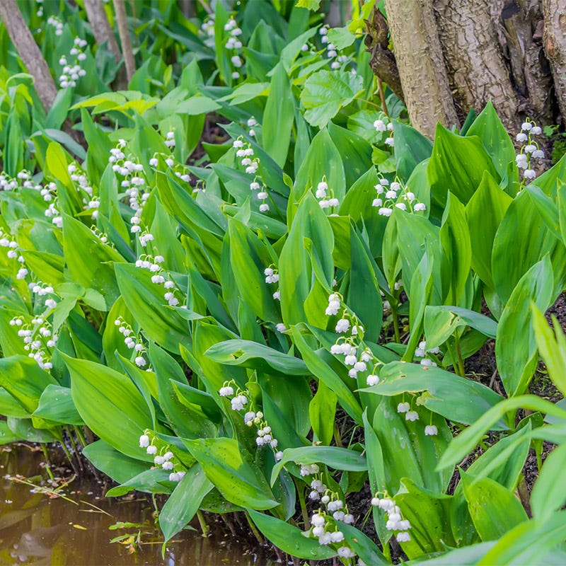 Lily of the Valley - Image 2