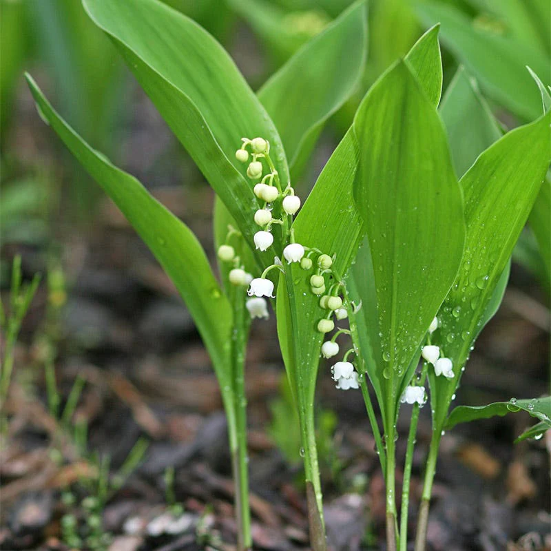 Lily of the Valley - Image 3