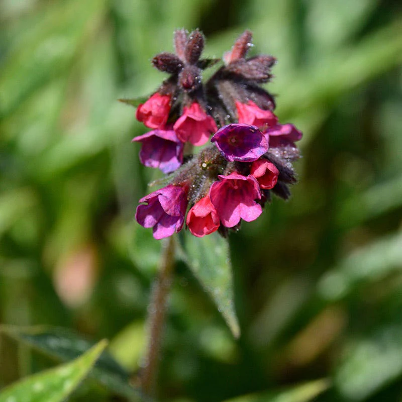 Raspberry Splash Lungwort - Image 2