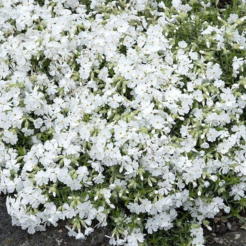 Mini Moonlight Plant Collection - Image 2