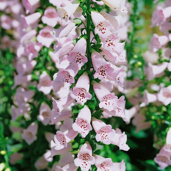 Mini Moonlight Plant Collection - Image 6