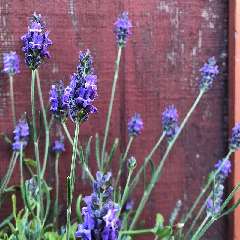 Oh Deer Plant Collection - Image 4
