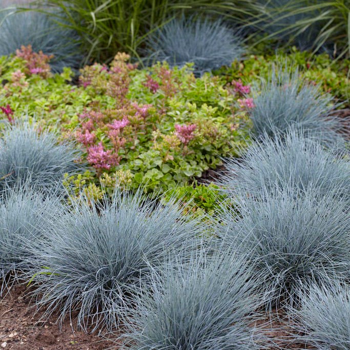 Elijah Blue Fescue Grass - Image 2