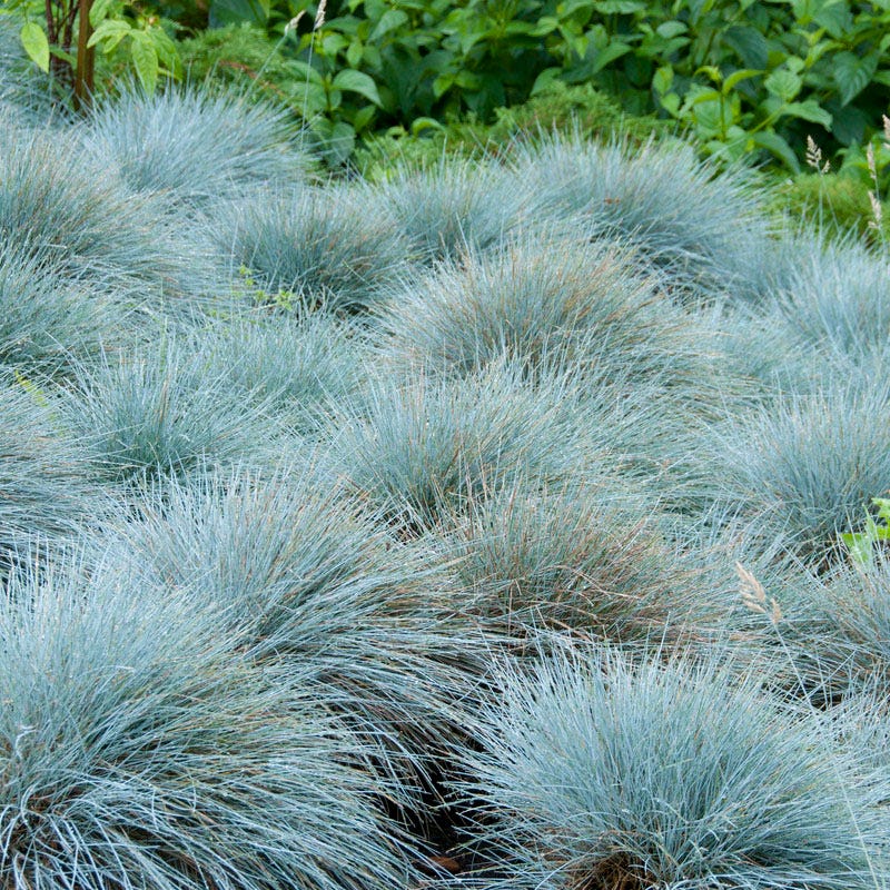 Elijah Blue Fescue Grass - Image 3