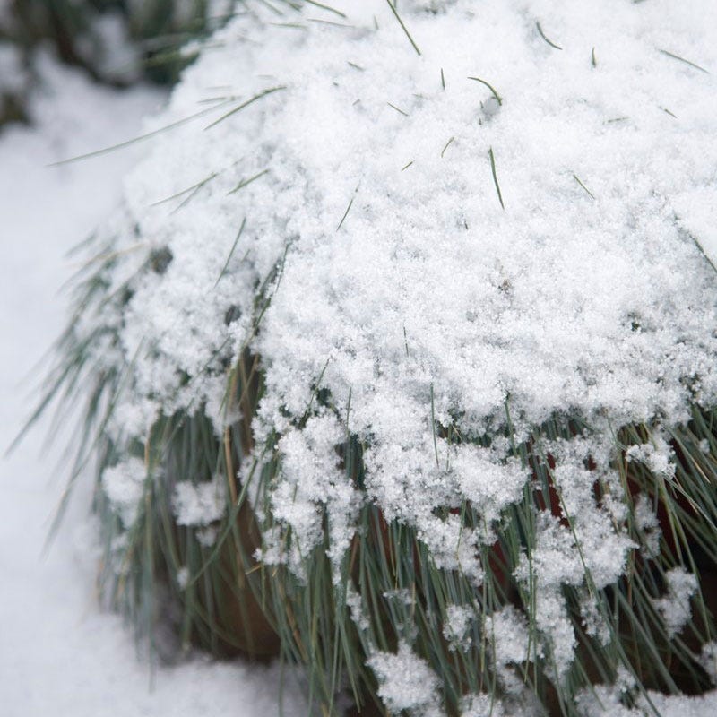 Elijah Blue Fescue Grass - Image 6