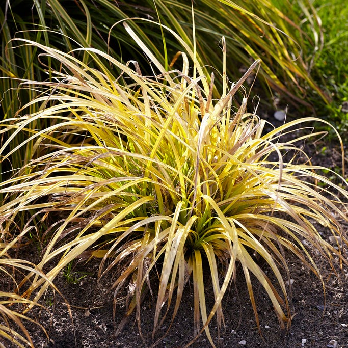 EverColor® Everillo Sedge - Image 3